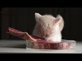 Cat eating steak but with Hokma 3