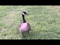Goose Jenny Story Episode 3 - She stays ashore and waits for his return. #goose #jenny #lovestory