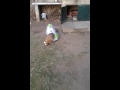 Crazy beagle