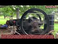 Big Old FAIRBANKS MORSE Engines COLD STARTING UP AND COOL SOUND 3