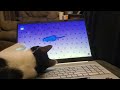Kitty induced procrastination fuel #catsofyoutube #cats