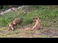 Red Foxes At Play