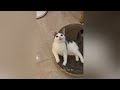 13 minutes of Adorable kitten and cats videos that makes you smile 😍😂