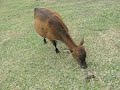 A Wild Cow in Hong Kong Grass Island [塔門]