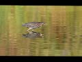 Green Heron - On the hunt