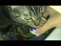 Cat eating wet food as a birthday gift 2 days after its birthday
