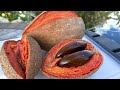 Unboxing and tasting Mamey SAPOTE Magana, Florida , Pace from Lara Farms