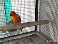 He Perch On A Stem So Beautiful || Khalivite Animals