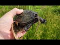 6 Box Turtles on One Trail! Plus Copperheads, Hognoses & So Much More!!