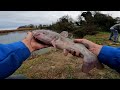 Catching Striped Bass with Cut Bait