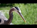 Great Blue Heron Eats Screaming Squirrel in One Bite! Birding in San Diego (Lakeside)