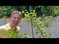 Multi - Grafted Fruit Tree Care |  Top 5 Tips