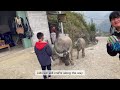 Vietnam Travel Vlog 2024 | 3D2N Sapa Itinerary - Fansipan,Cat Cat Village,Lao Cai,Ham Rong Mountain