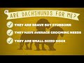 Dachshund Facts