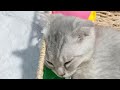 You Laugh You Lose😻🐈Funniest Dogs and Cats 2024😹🐕