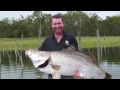 Tinaroo Barramundi 123cm & over 60 pound!