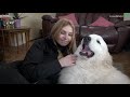 THE PYRENEAN MOUNTAIN DOG - DANGEROUS OR PROTECTOR? - Great Pyrenees
