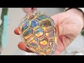 YOU Can Get This * CRAZY COOL * Effect with this Turtle Box Mold!  DIY Epoxy Resin