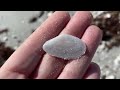 Looking for seashells after a storm. Sharks, shells and sea life!