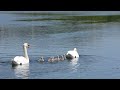 Mute Swan with Cygnets