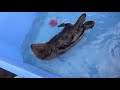 Orphaned Sea Otter Pup Joey and his Jellyfish Toy (or not)