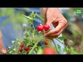 8 tips for growing tomatoes that are easy to care for and easy to bear fruit
