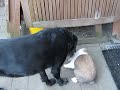 Dog & Rabbits