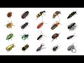 🪲 🐞 Types of Beetles | Learn Types of Beetles In English | Beetles In English | English Beetle Names