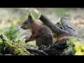 Forår i naturen, //dansk naturfilm// Blåhals//grønspætte//stor flagspætte//havørn// egern//grævling