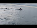 ORCA ENCOUNTER 02 - TITIRANGI