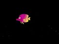 Black Screen Lullaby 😴 Baby Sleep Music with Fishes 🌙 Dark Screen Lullaby