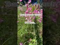 BEAUTIFUL FLOWERS (With Relaxing Music and Inspirational word of God)