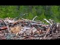 Osprey died protecting the chicks by chasing a raven. Then the raven come back and killed one chick.