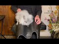 Chinchilla Grooming Demonstration Part 2 - How to care for / brush your RPA G3 Angoras Fur