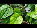 Betel leaf  / வெற்றிலை கொடி /   Vetrilai kodi🍃