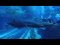 Shark Dive Dubai Aquarium - Close Encounter