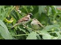 Sparrows - young one being fed