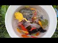 Great Catch Baby Snakehead Fish In Caves, Three Tailed Fish, Koi Fish, Zebrafish, Color Fish