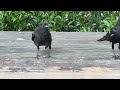 Baby crow can fly but can't pick up food