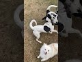 Dog reveal + Dog Dominance