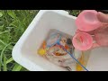 Amazing Catch Strange Fish In Tiny Ponds, Kim Kim Fish, Guppies, Koi Fish, Butterfly Fish, Zebrafish