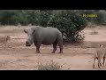 When The Leopard Attack The Horse! Leopards Get Bitter Ends When Attacking Wild Horse's Territory