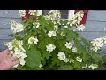 Oakleaf Hydrangea: The Ultimate Pollinator Plant for Your Garden