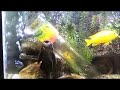 African Cichlid Bong Aquarium update