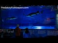 Chinese Sturgeon Acipenser sinensis 中华鲟 Aquarium at Ocean Park Hong Kong