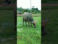 This's a water buffalo#Video animal