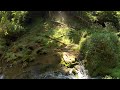 Waterfall Exploring, Hot Springs, VA - Falling Spr
