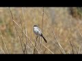 Bird of the week 32