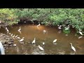 Angry Pelican in Sanibel Island Florida