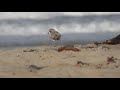 Carpinteria snowy plovers, 2021-07-08